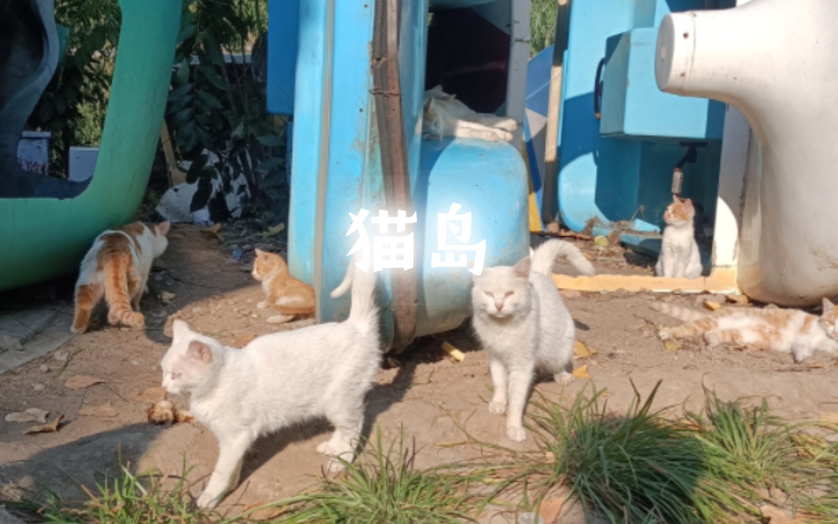 小猫岛的星期天