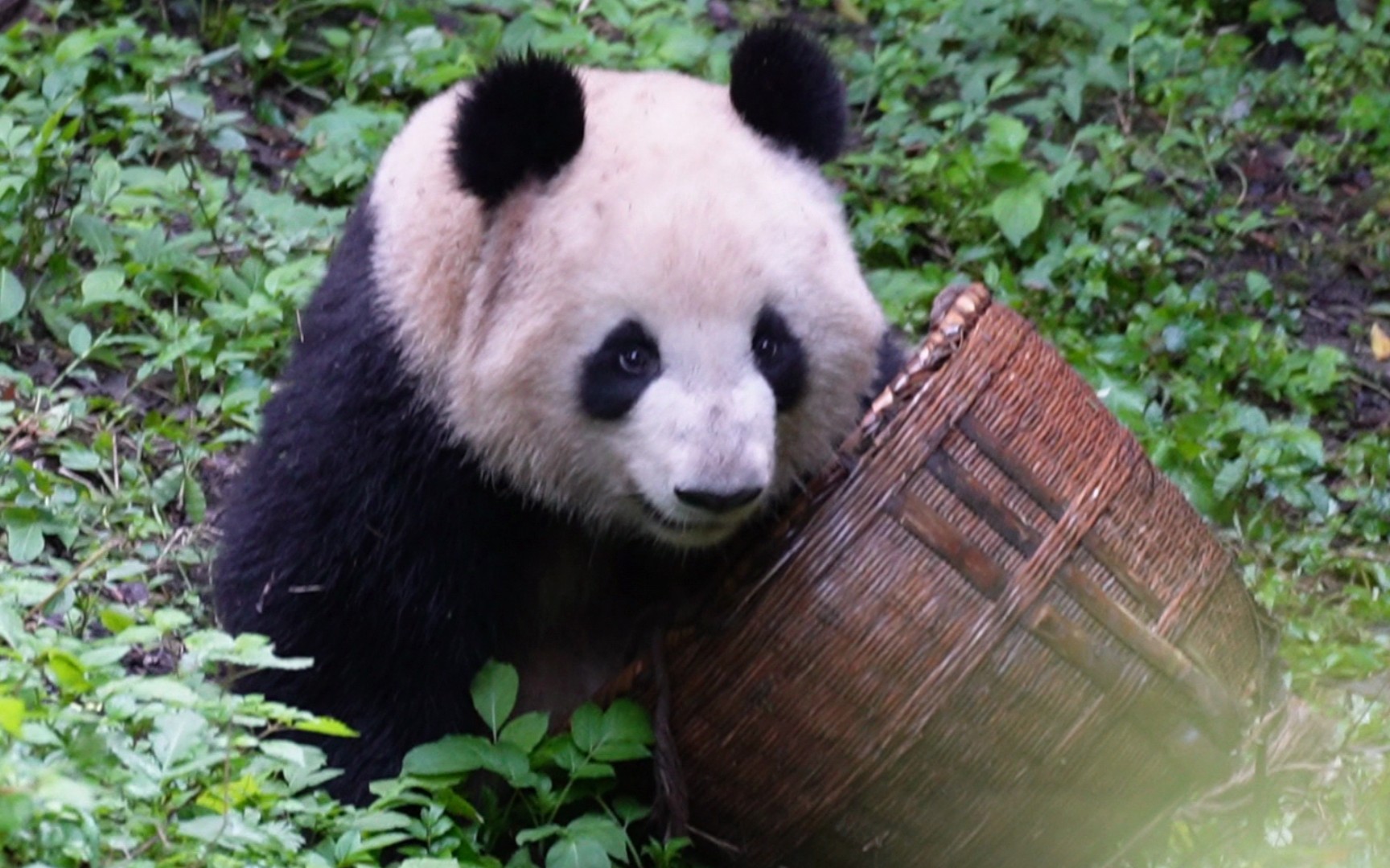 【大熊猫成浪】努力想把自己装进竹筐的浪浪球!