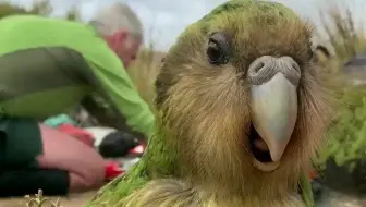 鸮鹦鹉：我这是虚胖！！！