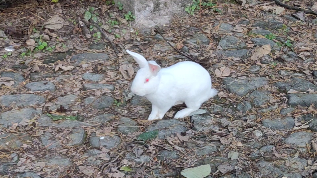 大理无为寺后山放生的兔子