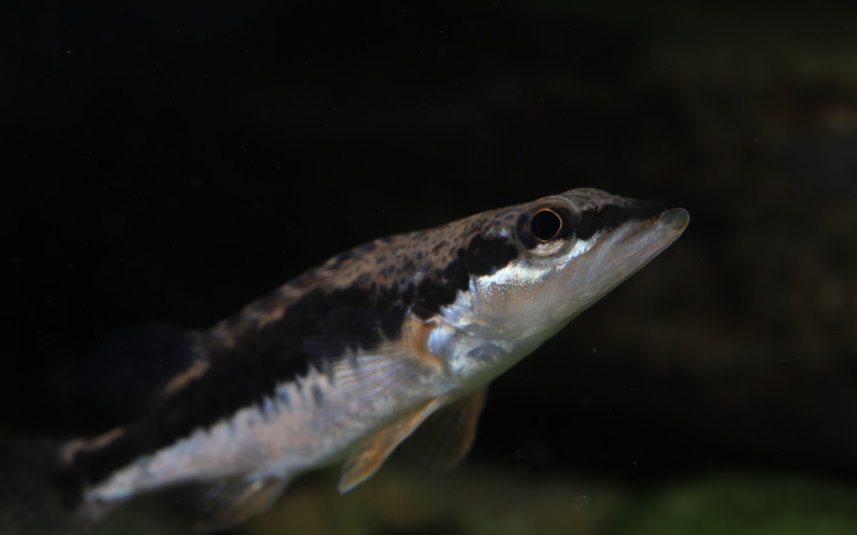 吞食麦穗鱼受到干扰的长体鳜