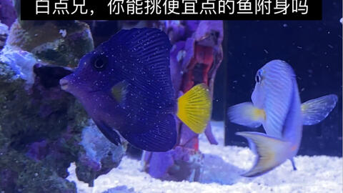 海水鱼白点的预防和治疗 哔哩哔哩 Bilibili