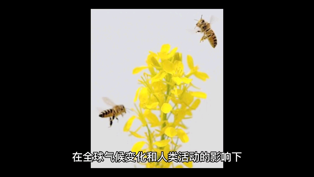 蜜蜂灭绝了世界会怎样？