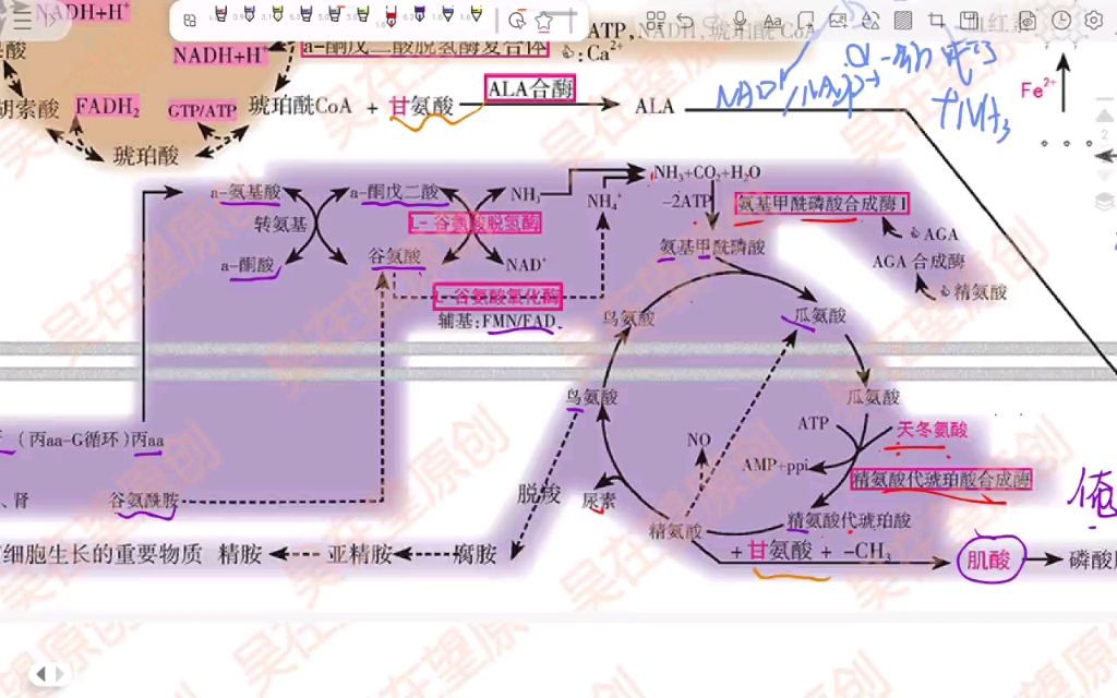 氨气去路,鸟氨酸循环,氨基酸进入碳骨架哔哩哔哩bilibili