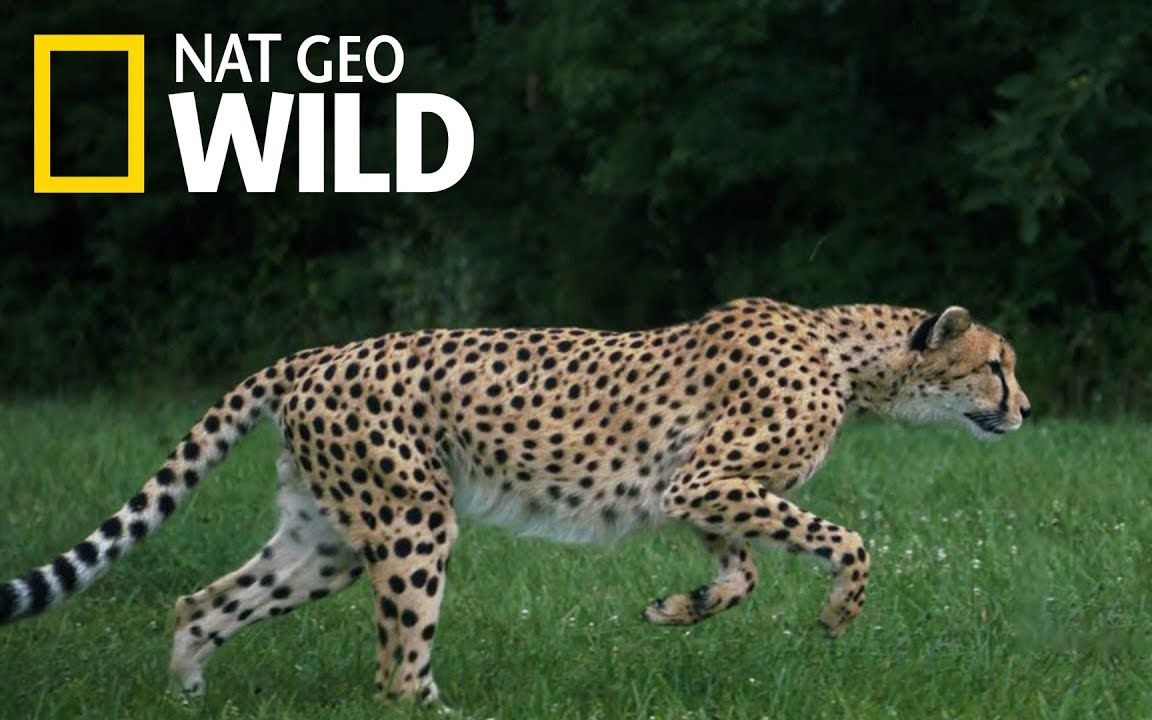 【字幕队长】猎豹101科普 美国国家地理 Cheetahs 101 Nat Geo Wild National Geographic 1080P哔哩哔哩bilibili