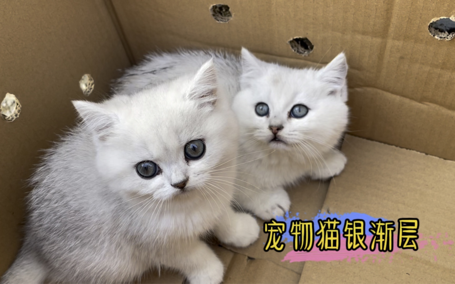 来自纯种银渐层猫咪的真实价格.