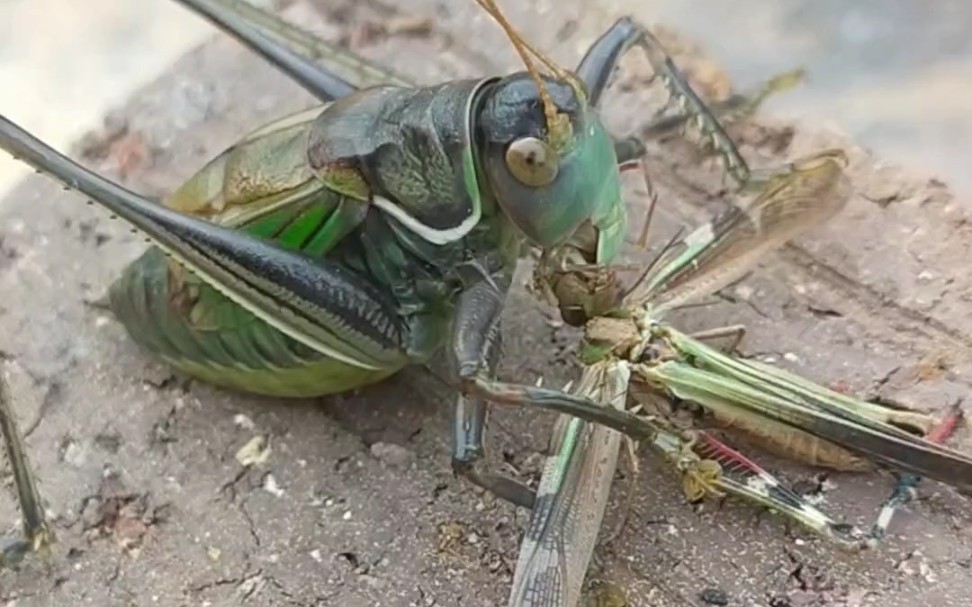 蝈蝈对战蝗虫结果 背蝈蝈砍头吃