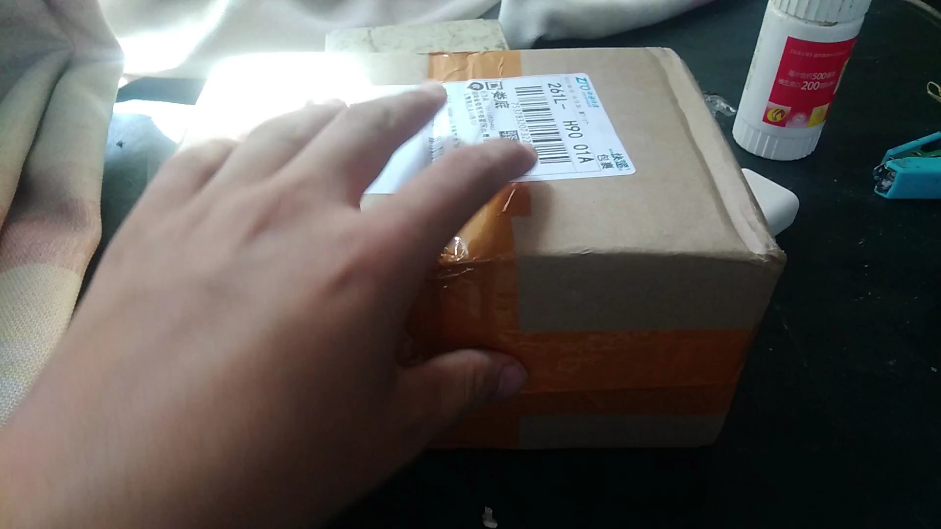 活动作品宾氏长齿蚁开箱及入巢