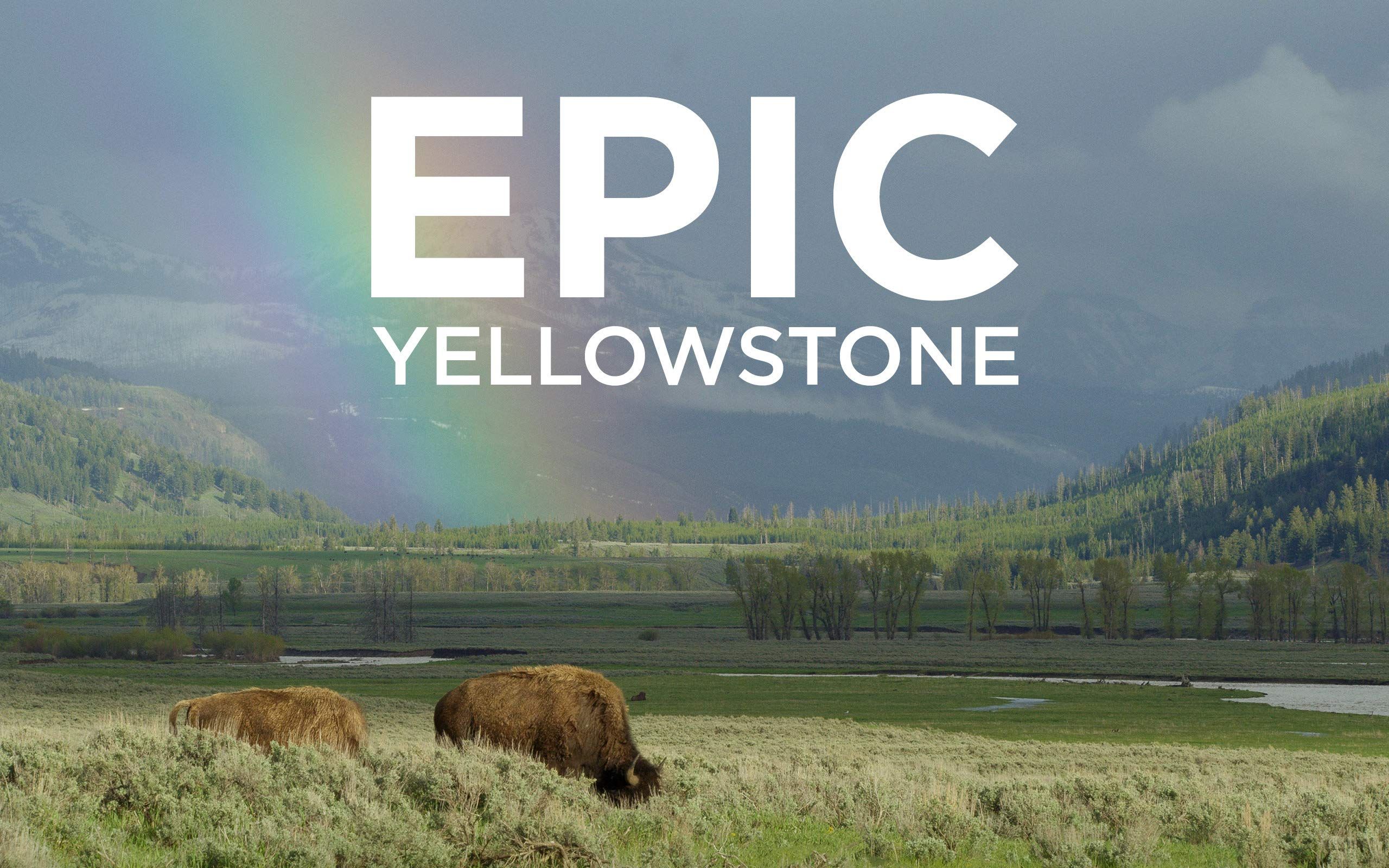 [图]野性黄石公园 Epic Yellowstone