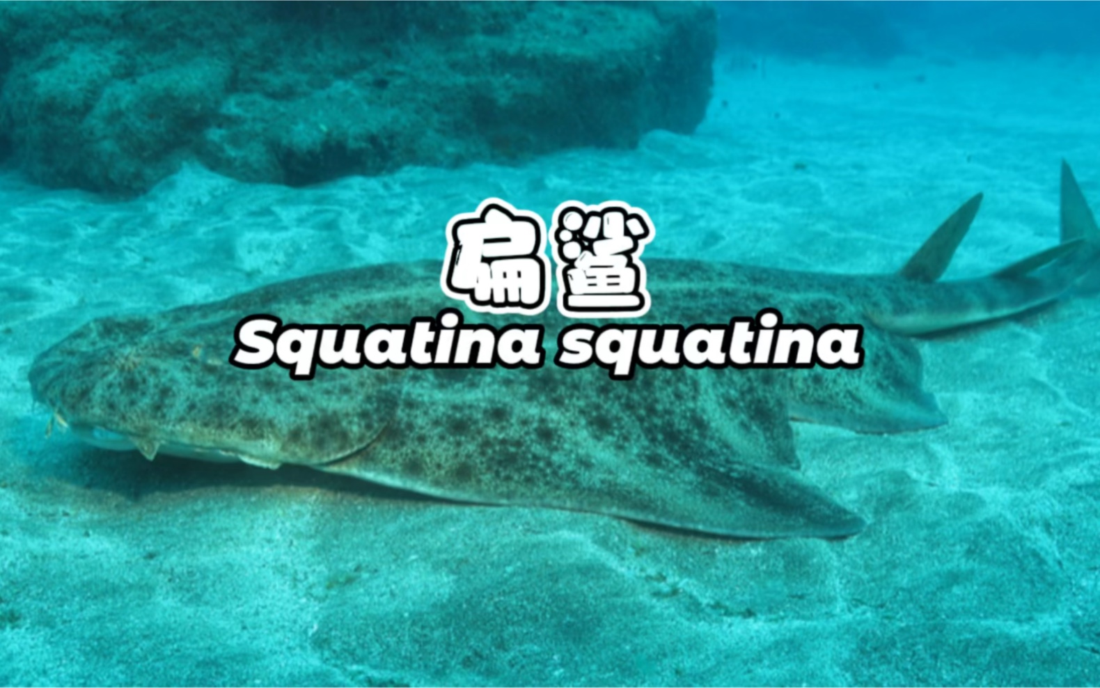 [图]天使鲨，扁鲨。Angel shark Squatina squatina #华哥说海鲜