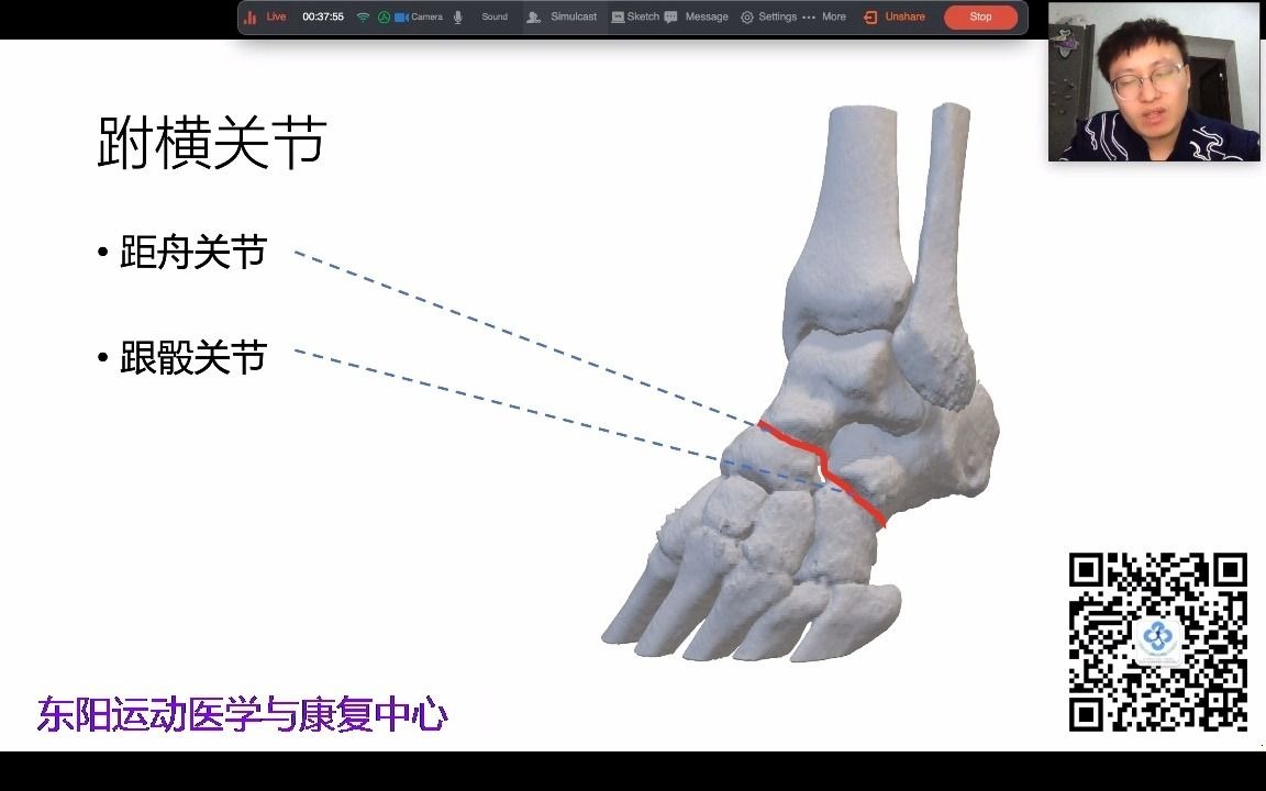 跗横关节图片