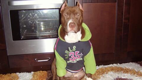 比特犬的成长过程 哔哩哔哩 Bilibili