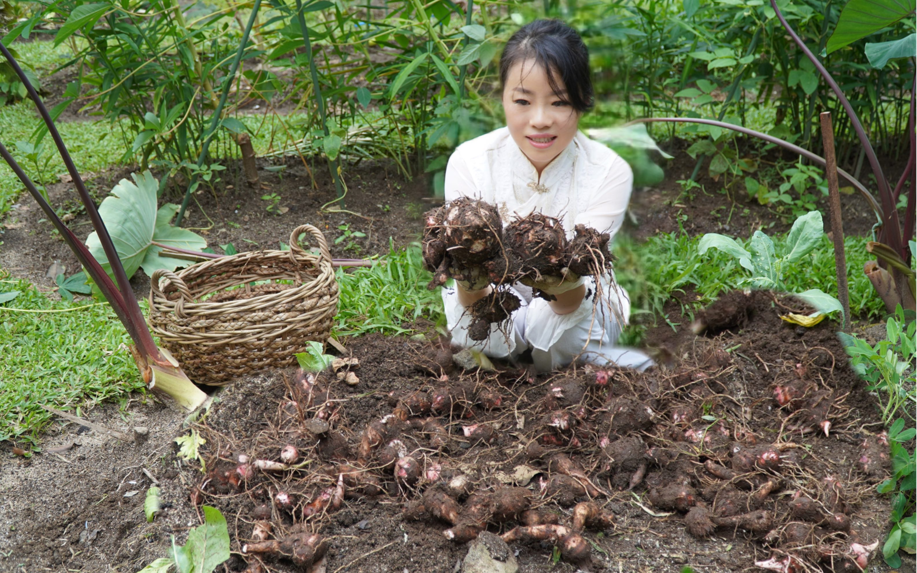 短短几个月,芋头大丰收了,收回家变着花样吃哔哩哔哩bilibili