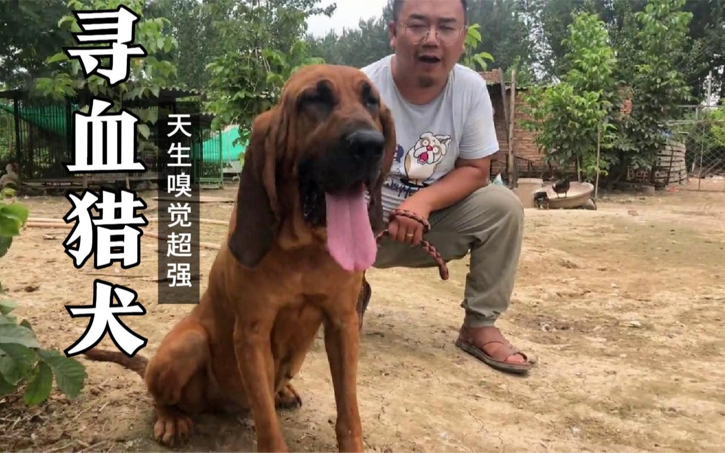 [图]世界十大工作犬之“寻血猎犬”天生嗅觉强，也是体型最大的搜救犬