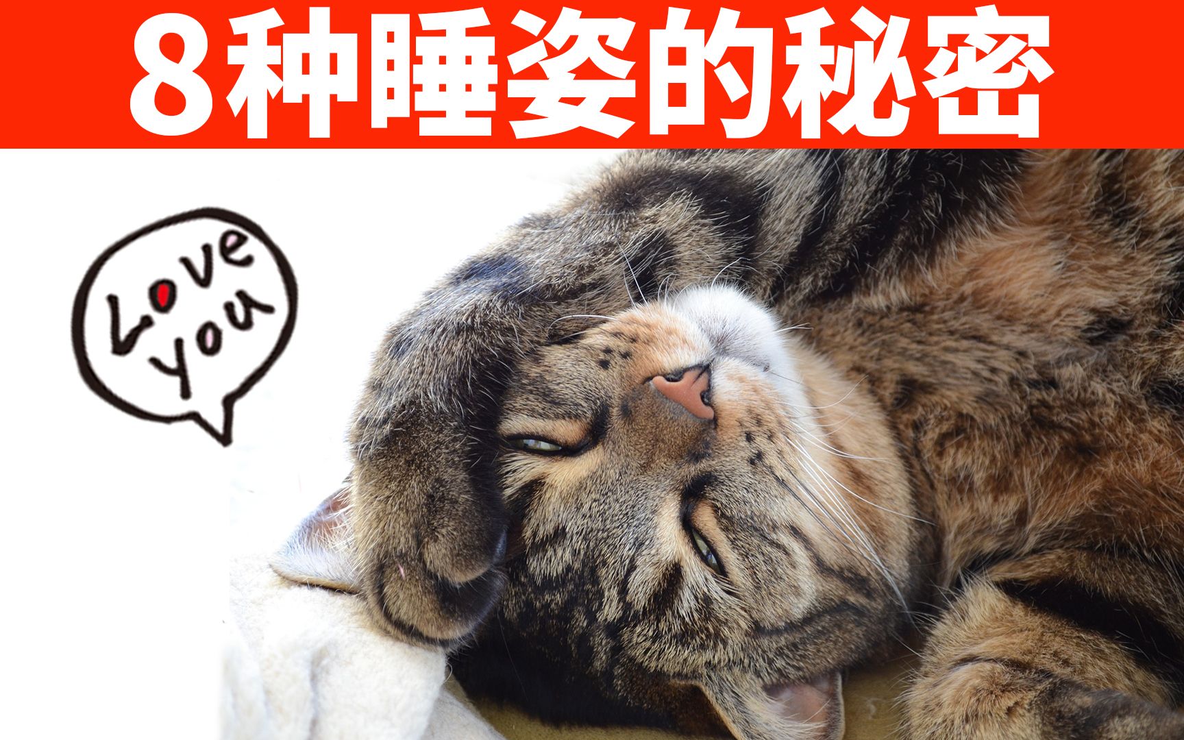 从这8种猫咪睡姿,了解猫的性格、想法和健康状况【初识猫咪EP6】哔哩哔哩bilibili