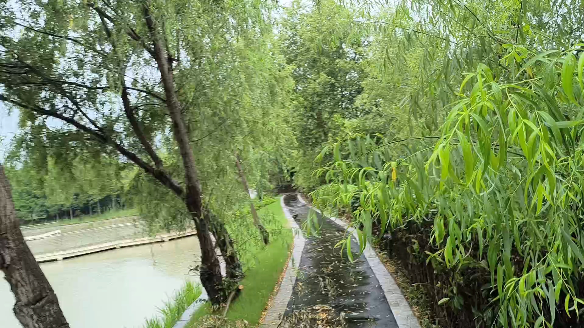 【雨中公园漫步】画面晃动厉害,只听听雨声吧