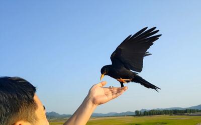 6月22日,红嘴山鸦日常盘飞!