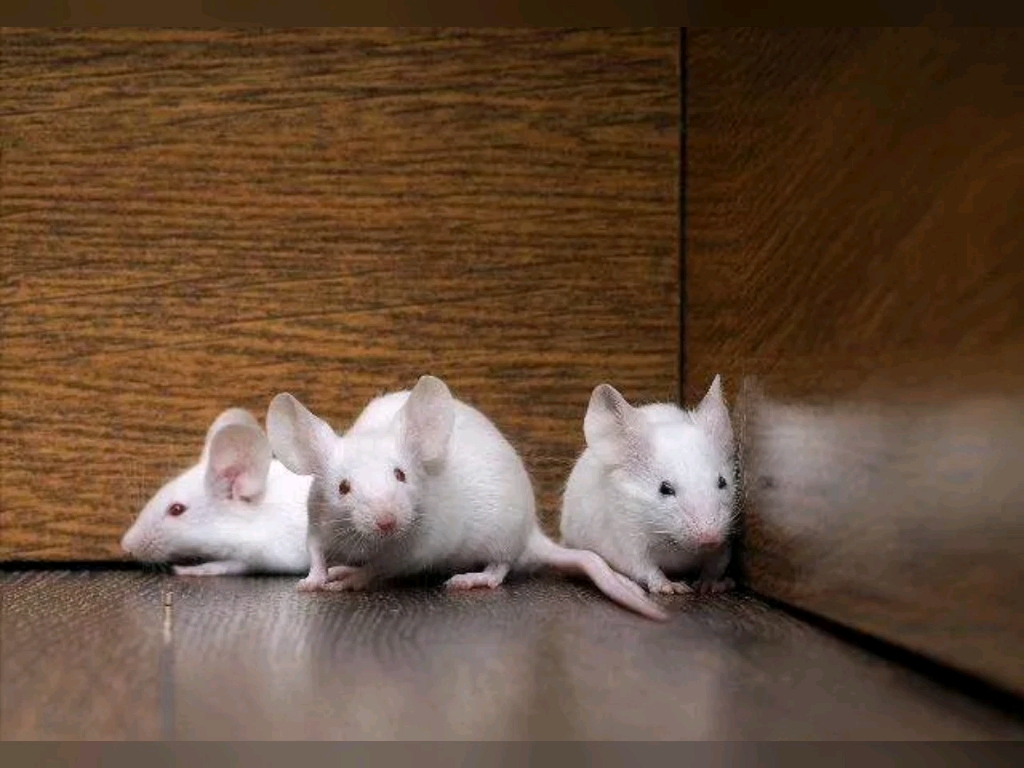 萌萌的,可爱的小白鼠