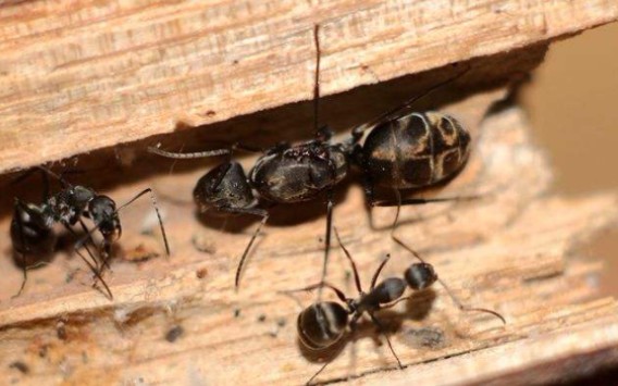 巴瑞弓背蚁(1)巴瑞 拟哀"大成功!