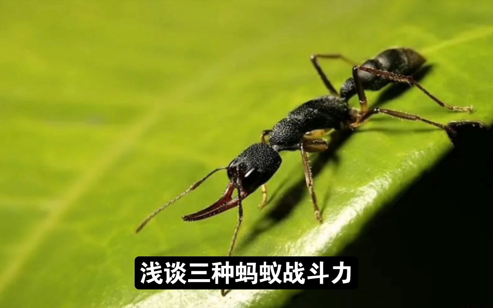 [图]浅谈一下三种蚂蚁的战斗力