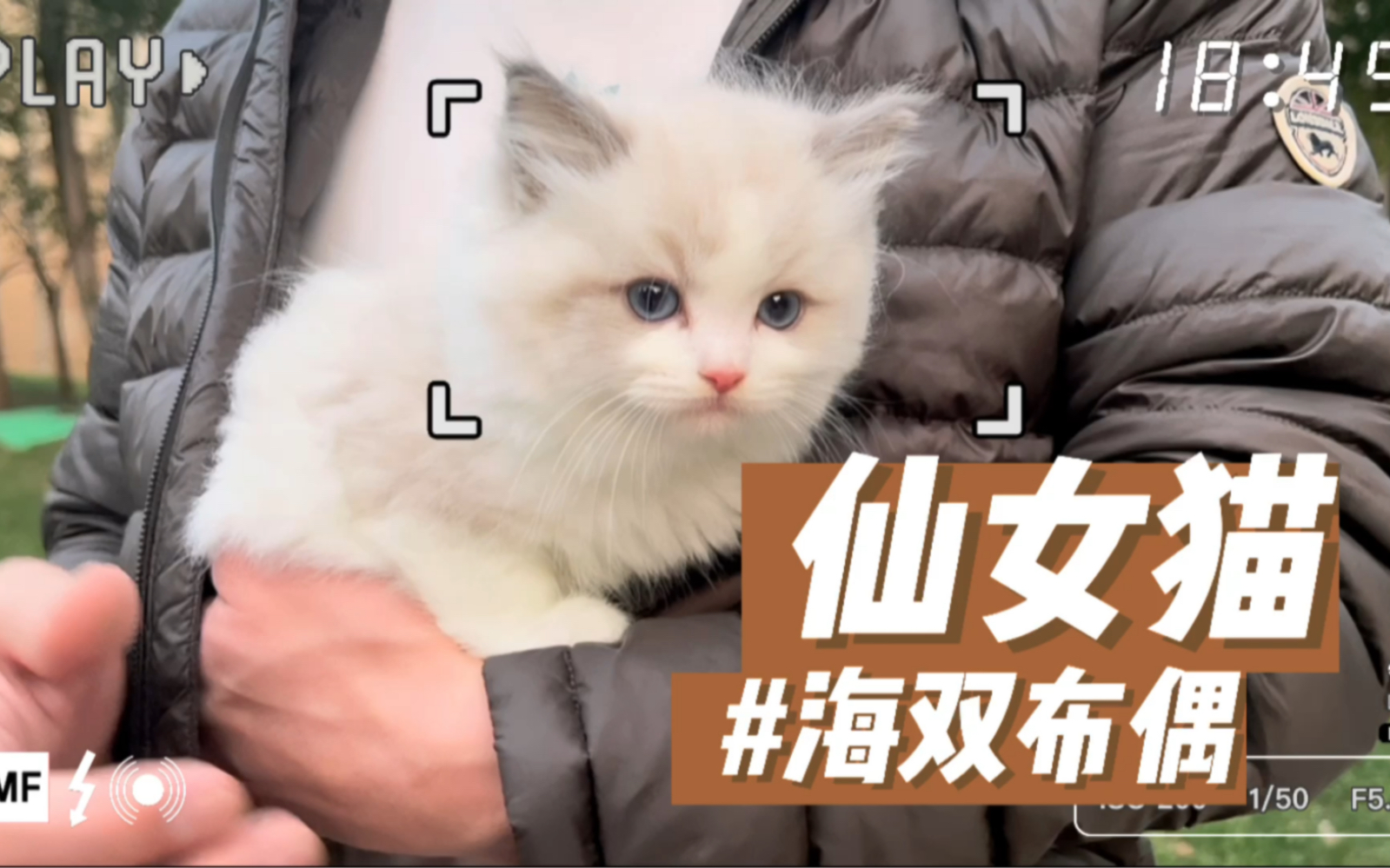 帮粉丝找的仙女猫海双布偶,可爱吗?哔哩哔哩bilibili