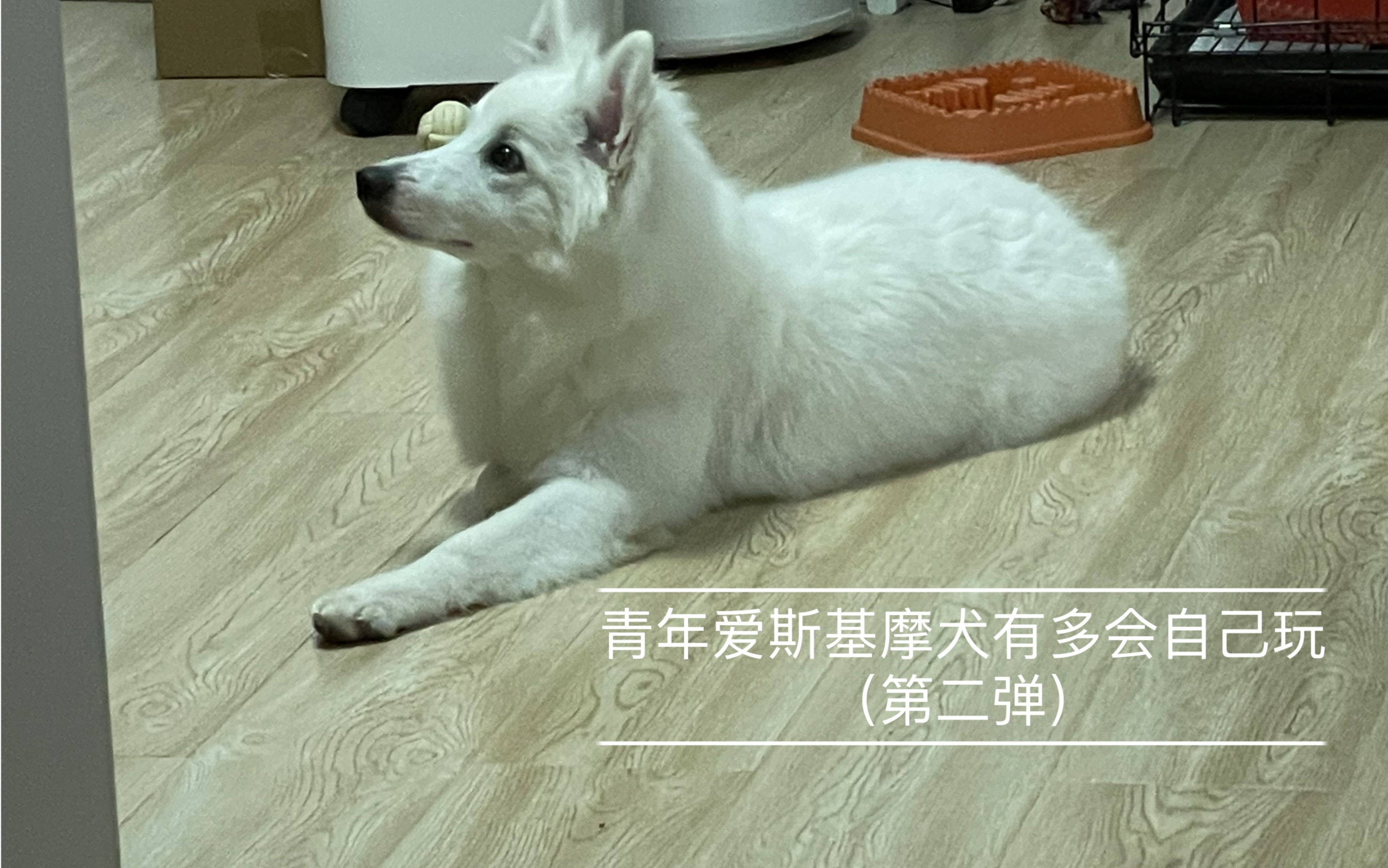 青年爱斯基摩犬有多会自己玩(第二弹)哔哩哔哩bilibili