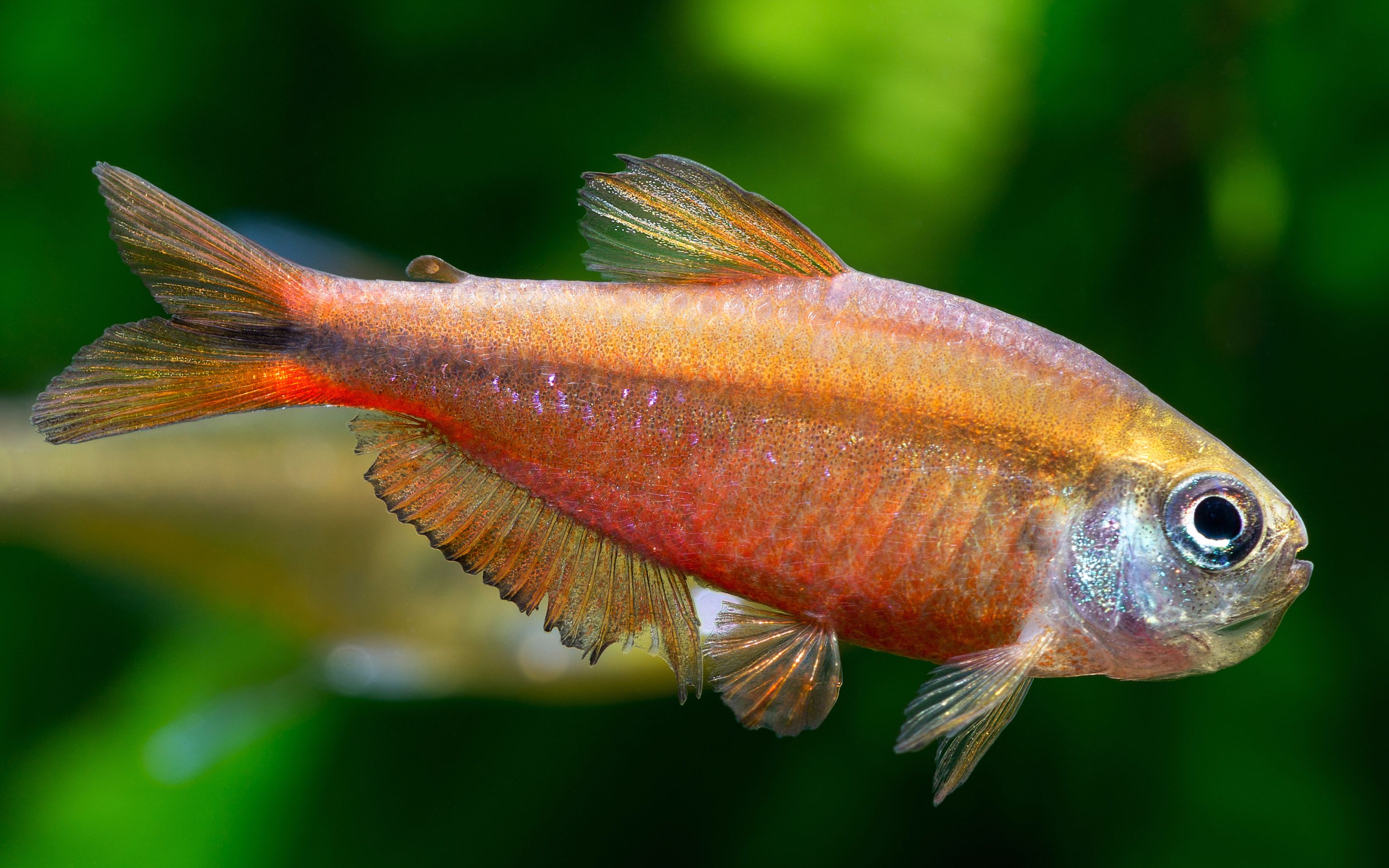 【自家鱼缸】 【灯鱼】 【热带鱼】超红魔鬼