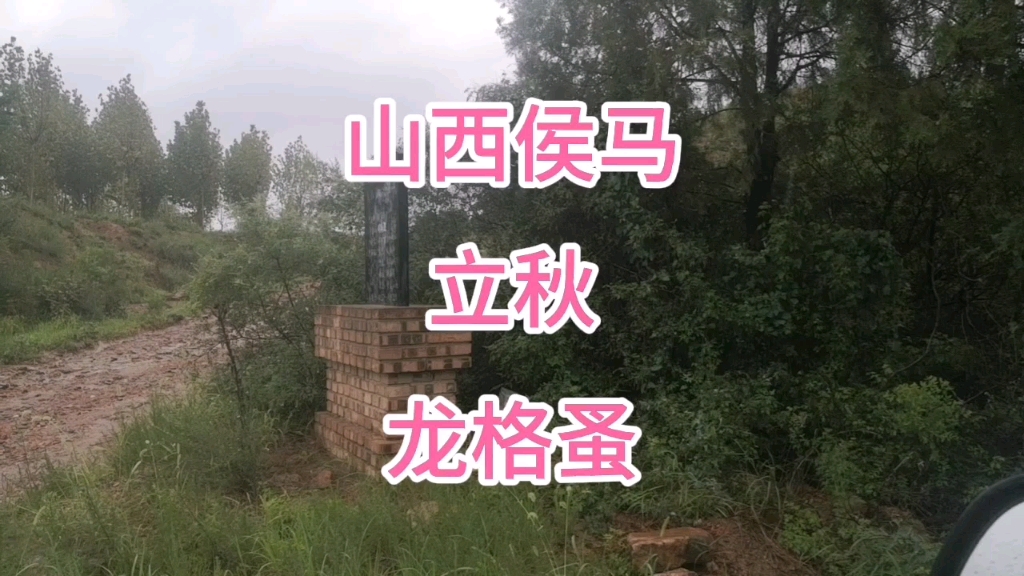 山西侯马,立秋刚过,雨后上山抓龙格蚤!哔哩哔哩bilibili