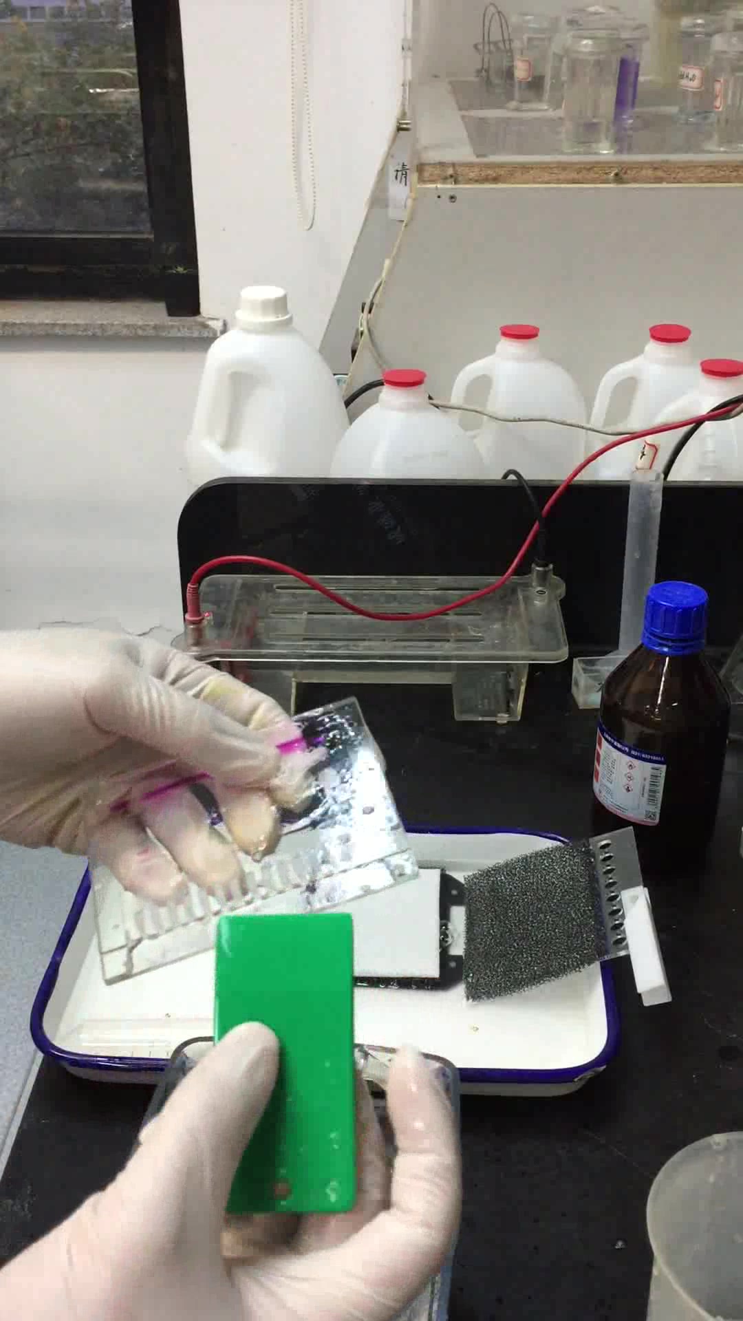 western blot(wb)实验方法(下)