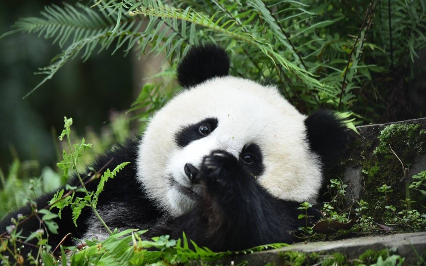 06《大熊猫乔伊乔良盼青鸿禧》现在直播看不了,还好有一点儿存货.