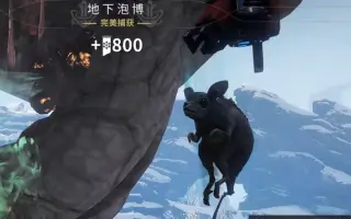动物捕获 搜索结果 哔哩哔哩 Bilibili