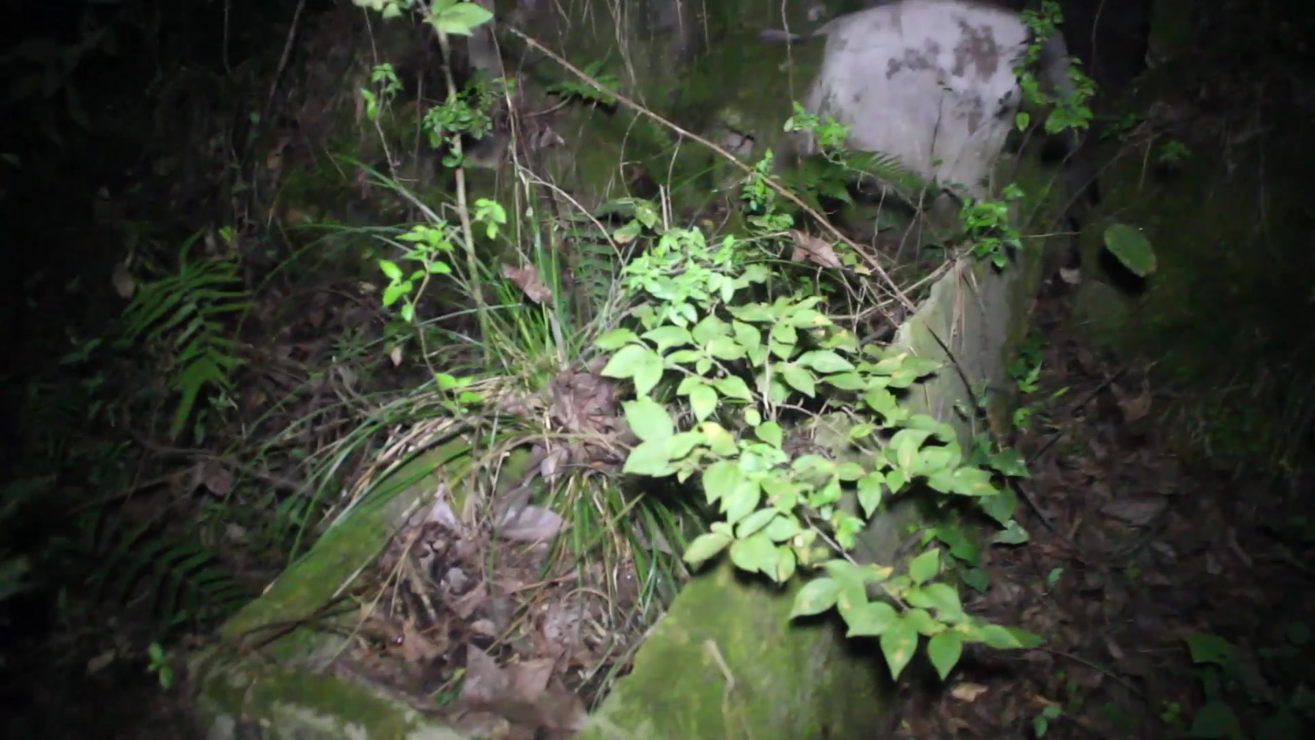 小伙作死半夜去山上探险没想到误入一片坟地吓死了