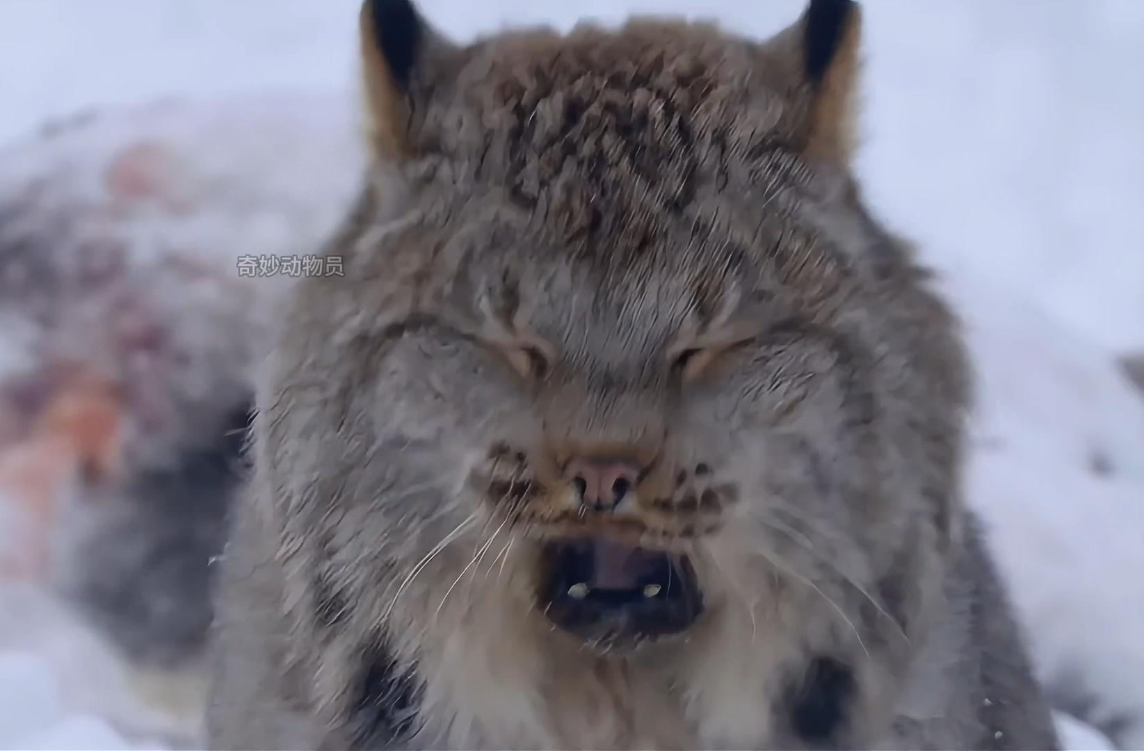 第6集|猫里猫气的屠狼机器#猞猁#动物纪录片#动物解说#猫科动物#搞笑