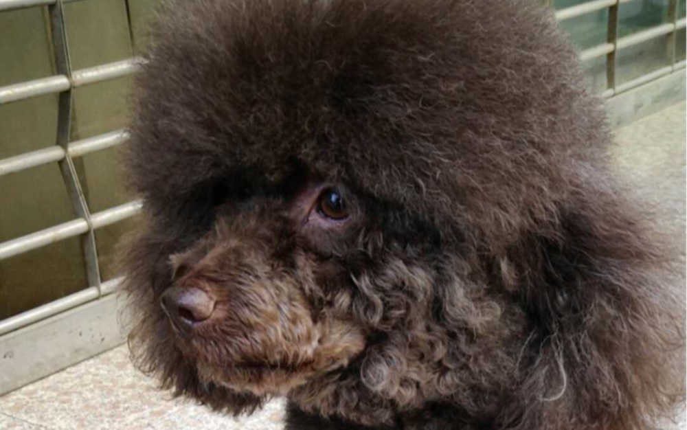 小狗开花啦|jisoo flower