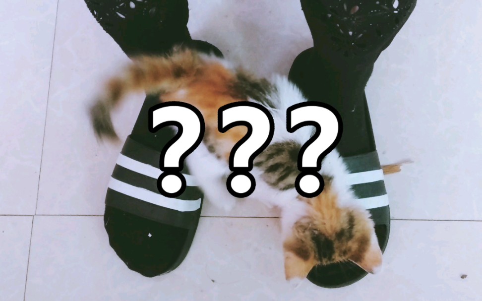 活动  香香软软的喵星人怎么可能会喜欢闻地球人的臭jiojio呢?