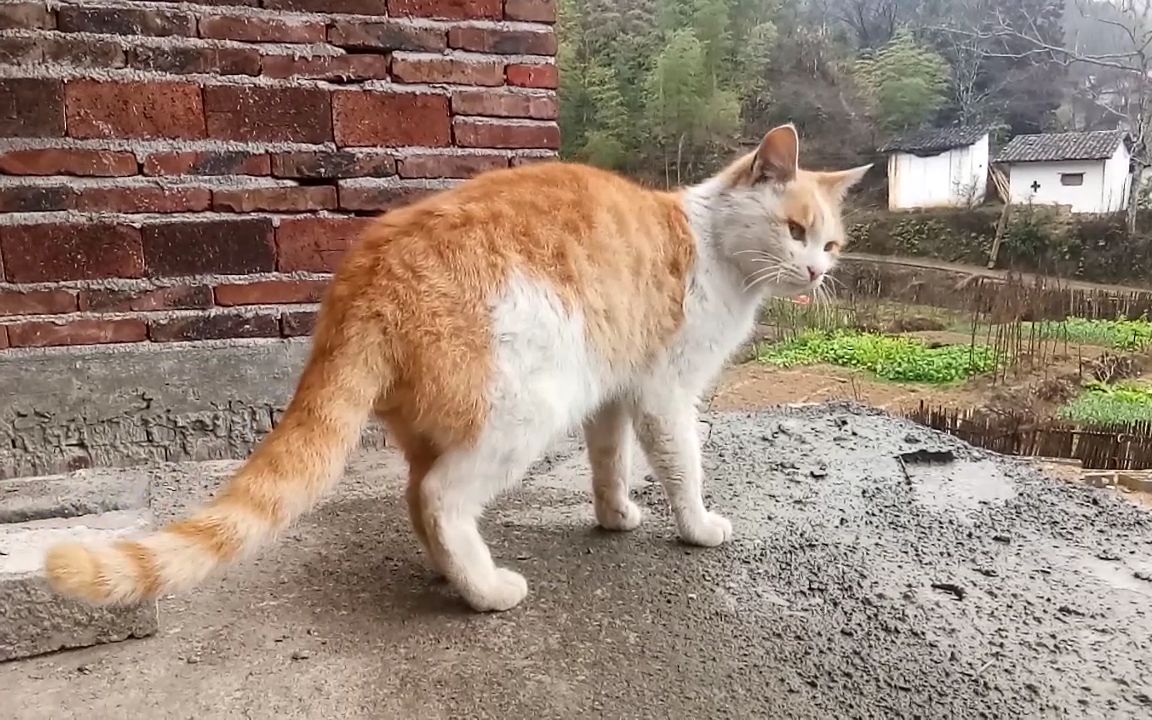 这只农村橘猫一点都不胖,身手还特别敏捷,是个捕鼠小能手