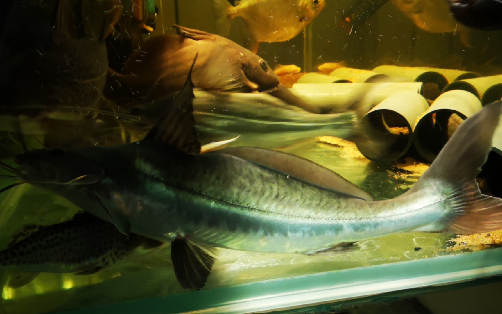 慵懒的长身蓝鸭嘴