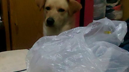 哥萨克下蹲视角中的我狗