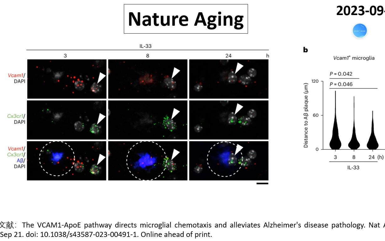 Nature Aging—小胶质细胞如何吞噬大脑中的垃圾哔哩哔哩bilibili