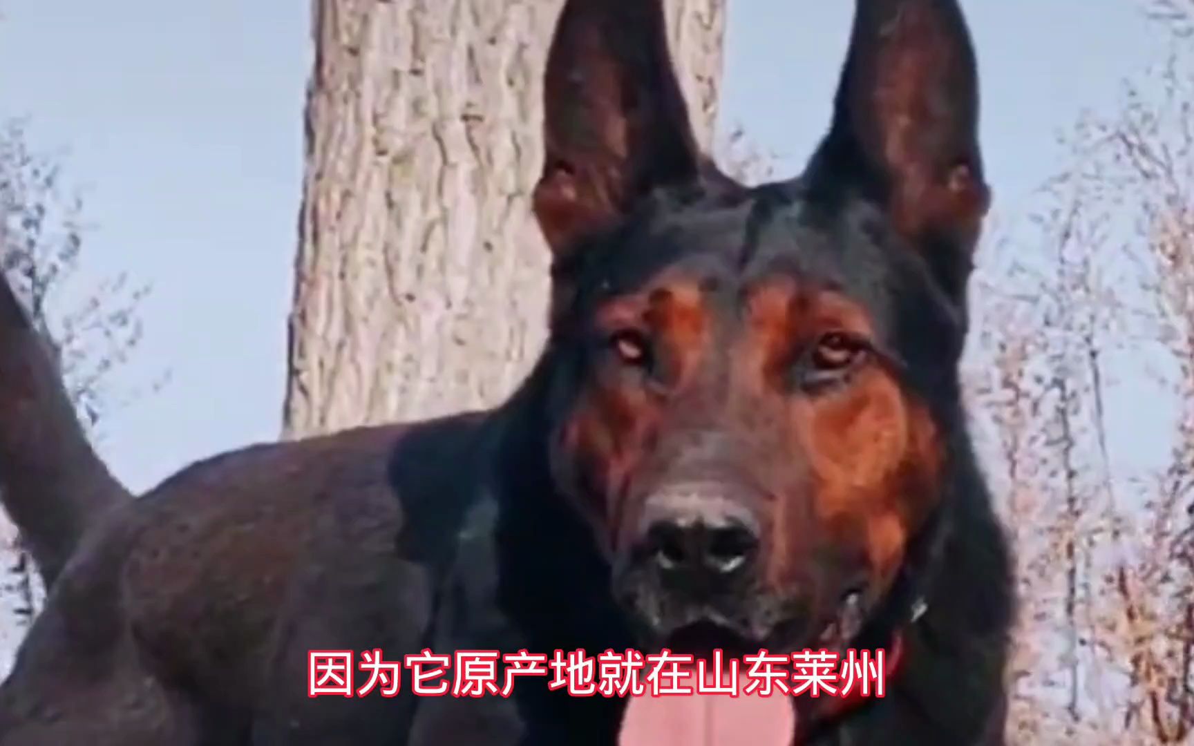 [图]顶级狼犬苏联红犬，脾气上头连斗犬比特都敢打