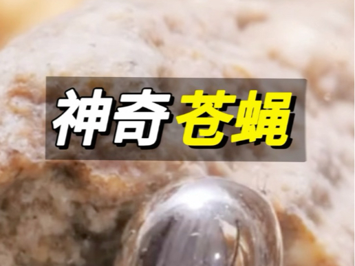 神奇碱蝇#碱蝇#神奇的动物#科普#仿生机器人#涨见识