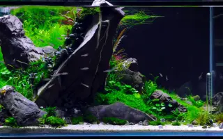 水草造景缸 搜索结果 哔哩哔哩 Bilibili