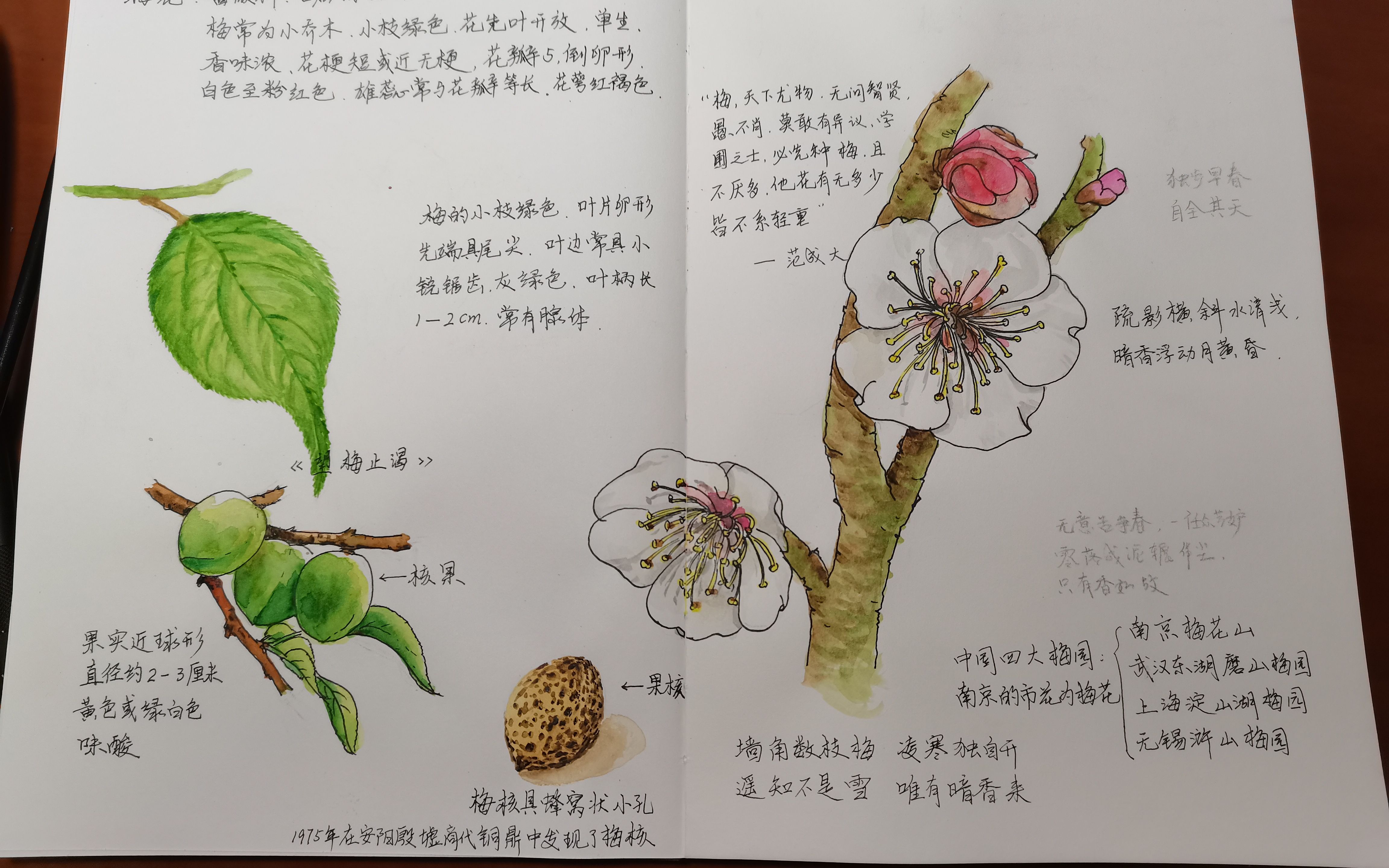 植物卡片制作梅花图片