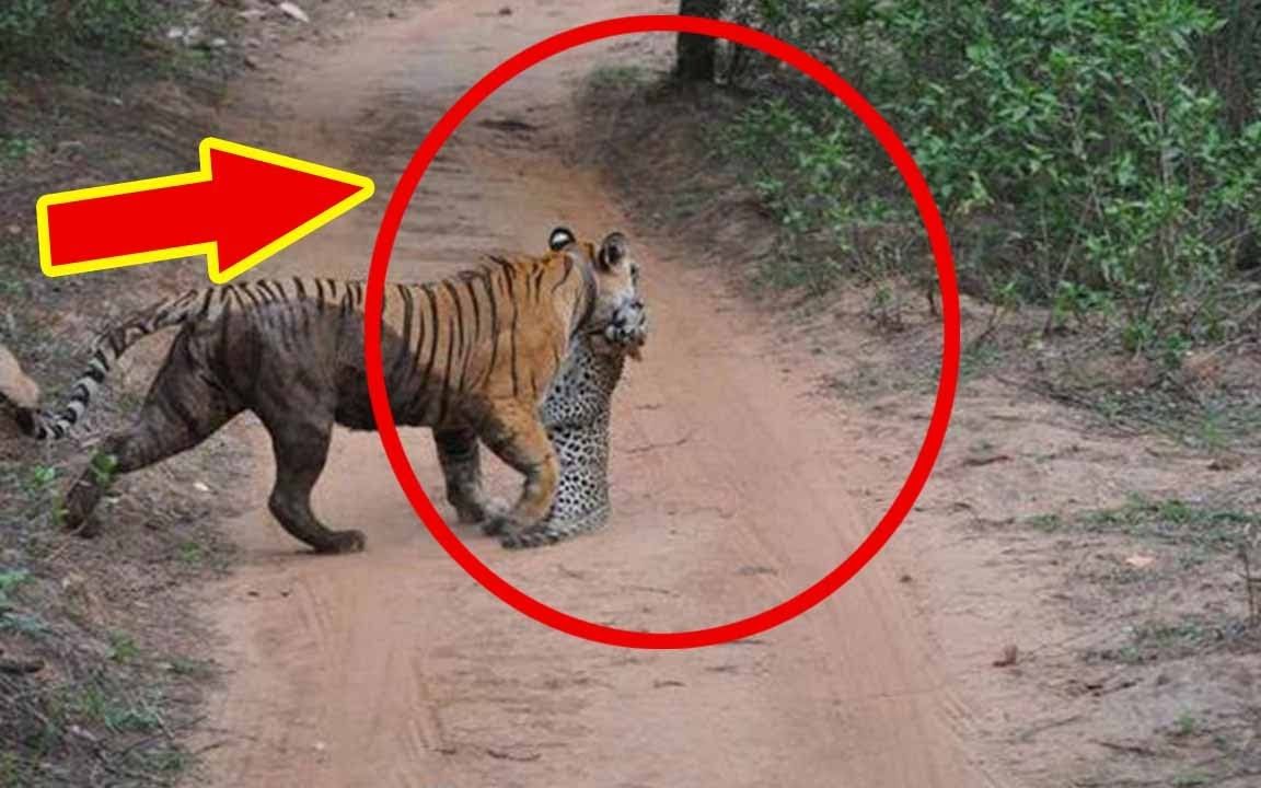 印度发生虎豹大战,豹子战死,老虎发威大震现场