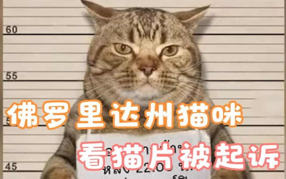 佛罗里达恶心的猫图片