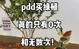 Download Video: pdd室内绿植分享！20r左右直接满居家氛围感