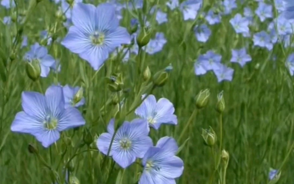 中医笔记之本草(9)薇衔 ~ 菌桂
