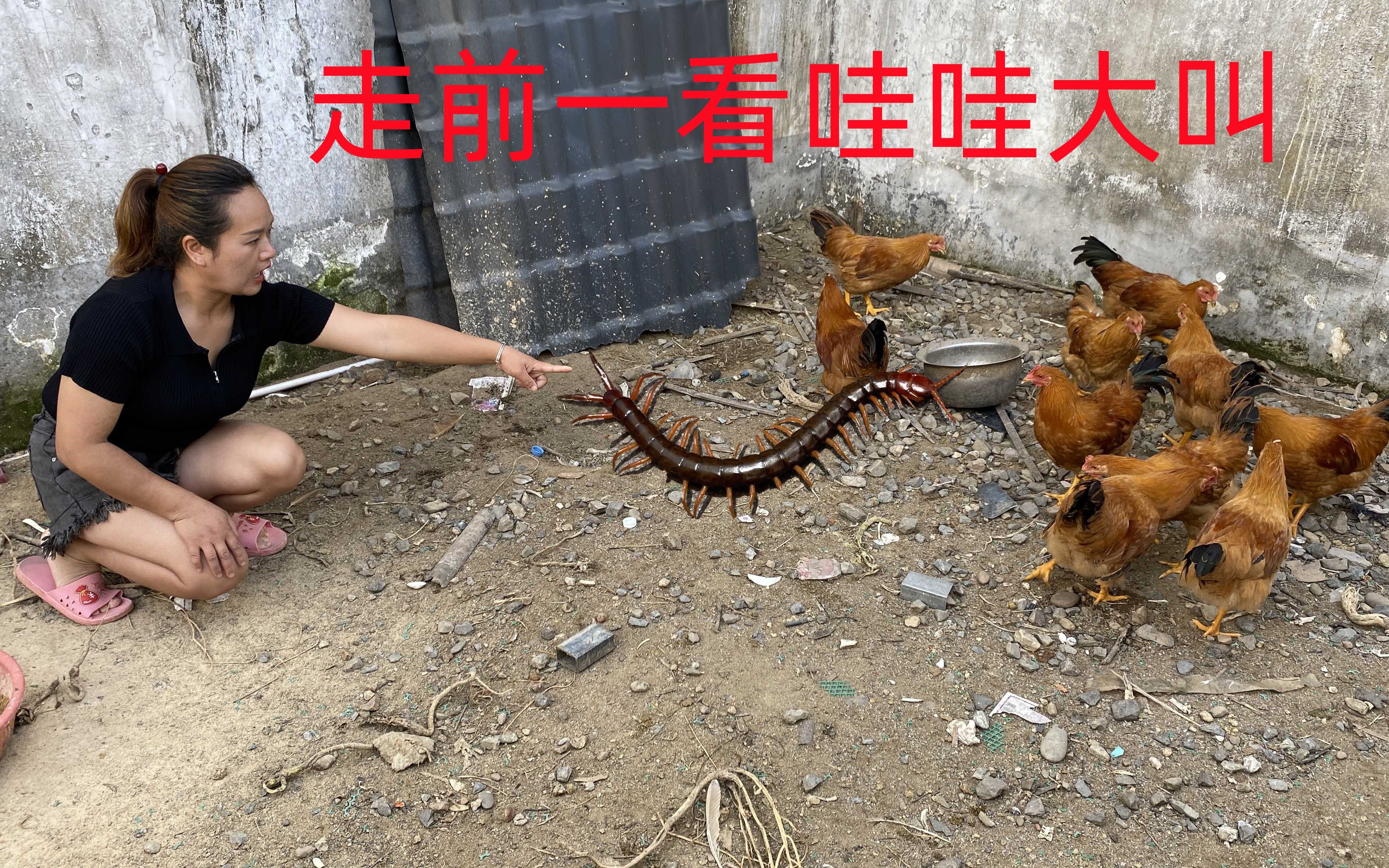 一只巨大野生蜈蚣刚放入鸡群,可怕的事发生了,走前一看哇哇大叫