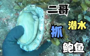 Download Video: 二哥海螺岛潜水，海底大岩石鲍鱼可是真不少，越抓越多停不下来