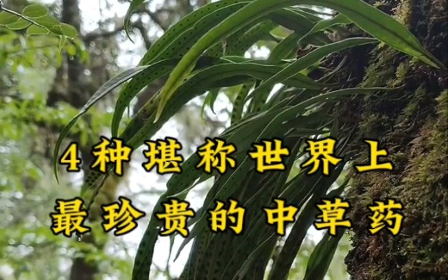 4 种堪称世界最珍贵的中草药哔哩哔哩bilibili